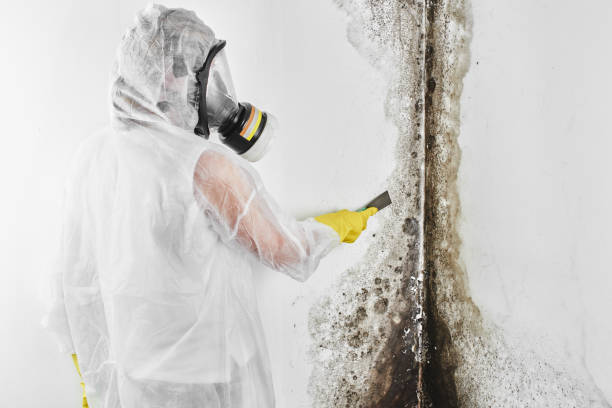 Best Crawl Space Mold Remediation in Hanley Hills, MO