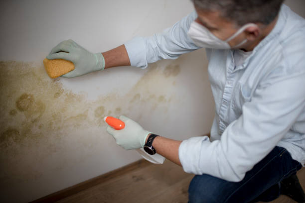 Best White Mold Remediation in Hanley Hills, MO